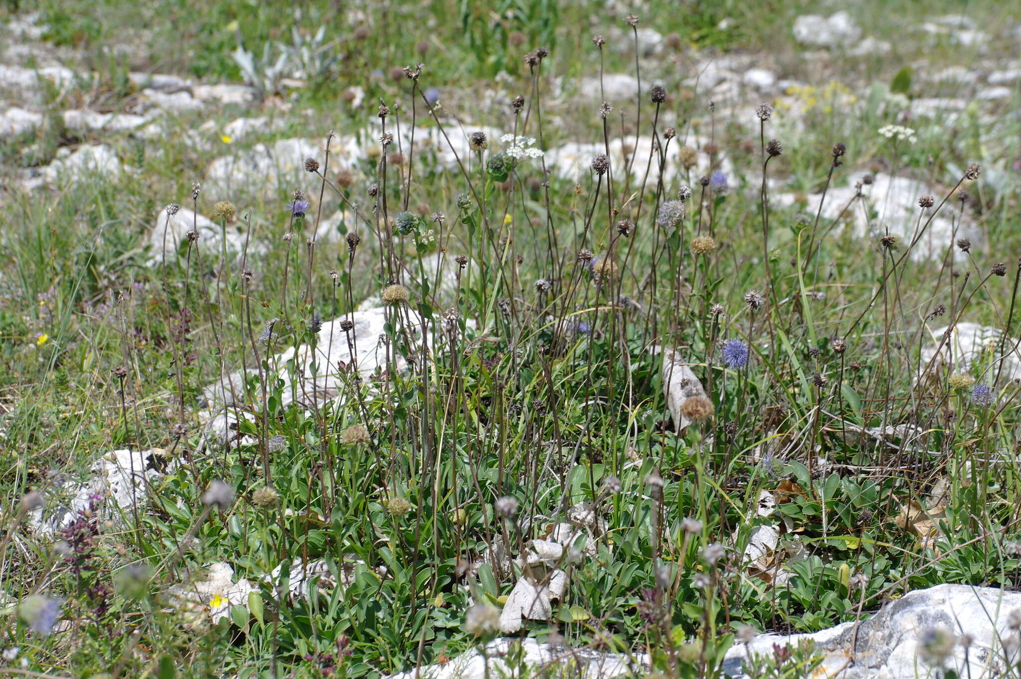 Image of Globularia trichosantha Fischer & C. A. Meyer