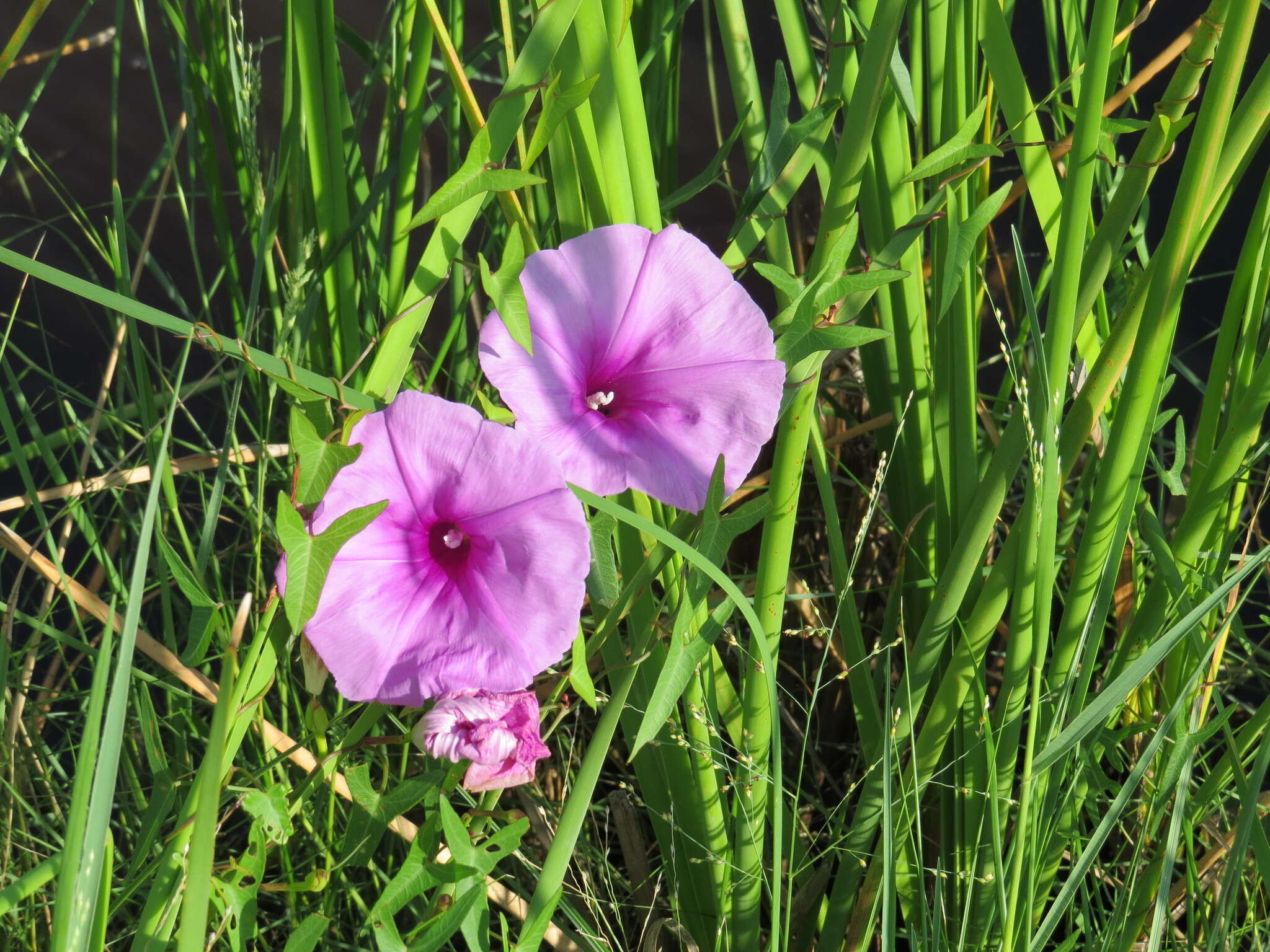 Слика од Ipomoea sagittata Poir.