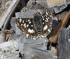 Image of Spialia spio Linnaeus 1764