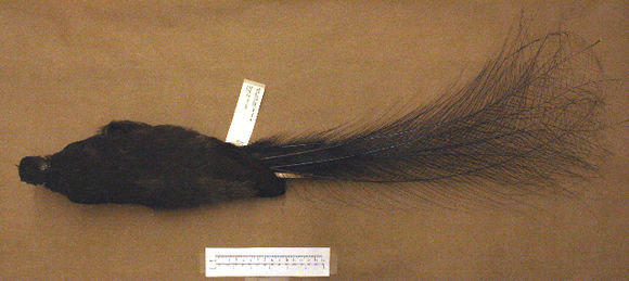 Image of Superb lyrebird