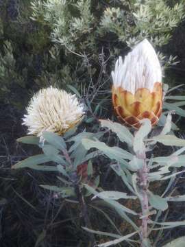 Image of Protea inopina J. P. Rourke