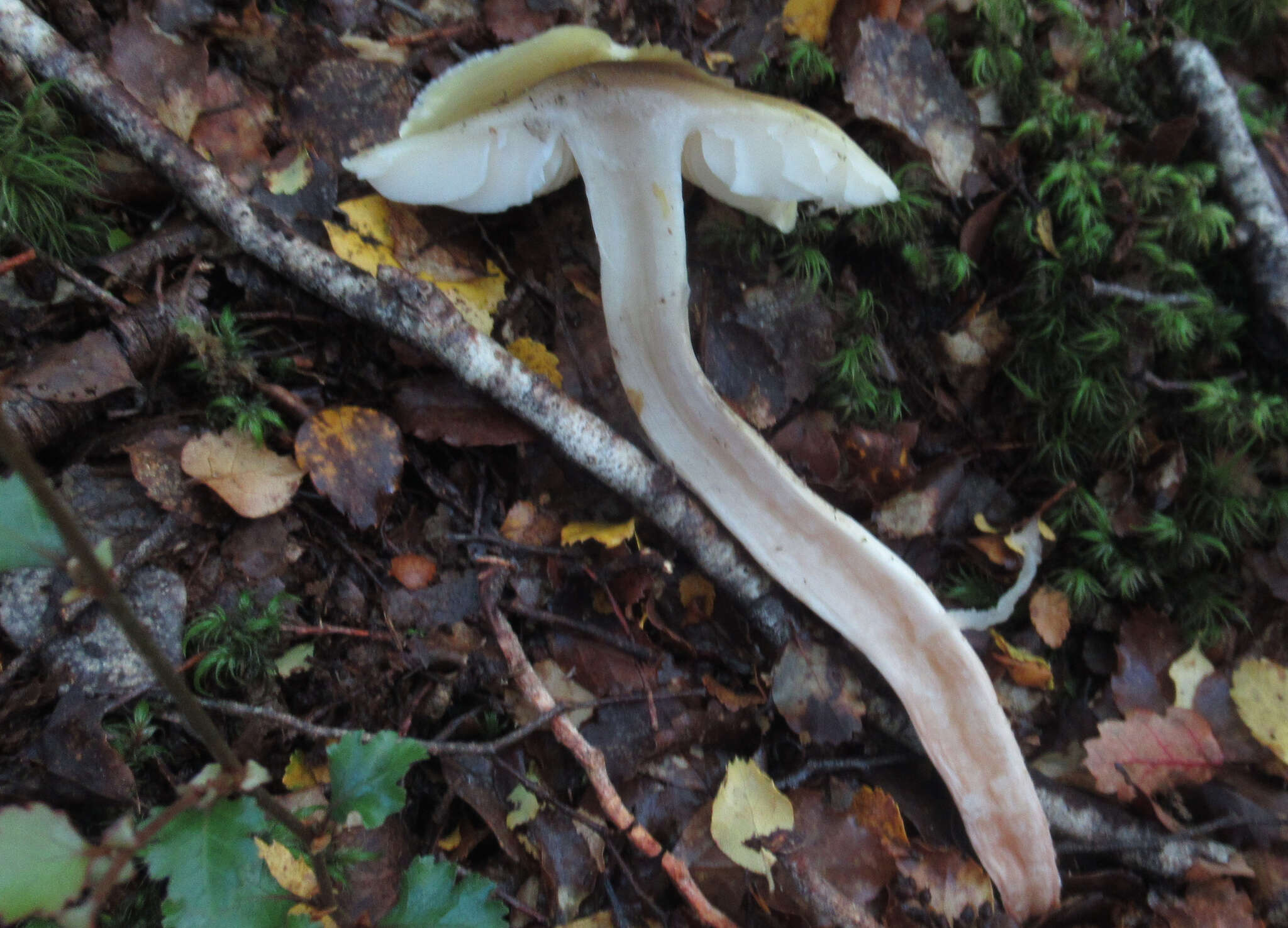 Tricholoma viridiolivaceum G. Stev. 1964 resmi