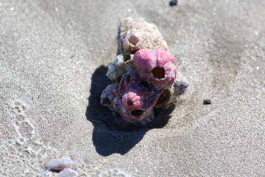 Image of titan acorn barnacle