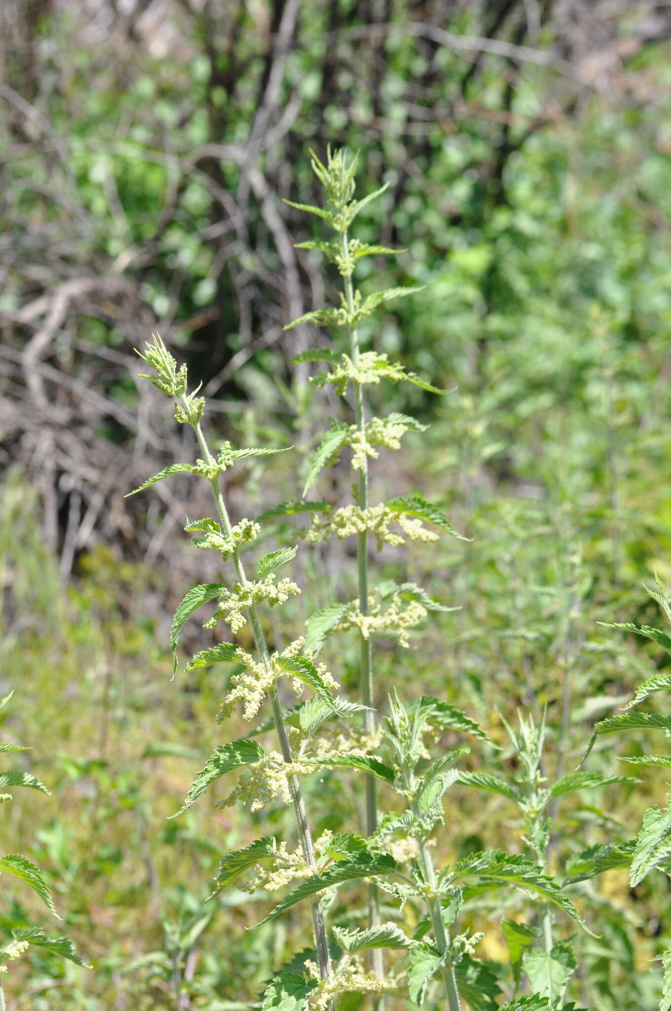 Image of stinging nettle