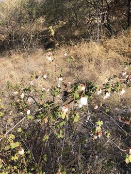 Image of Gossypium herbaceum subsp. africanum (Watt) Vollesen