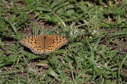 Image of Argynnis xipe