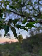 Слика од Bougainvillea stipitata Griseb.