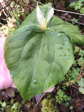 Imagem de Trillium albidum subsp. parviflorum (V. G. Soukup) K. L. Chambers & S. C. Meyers