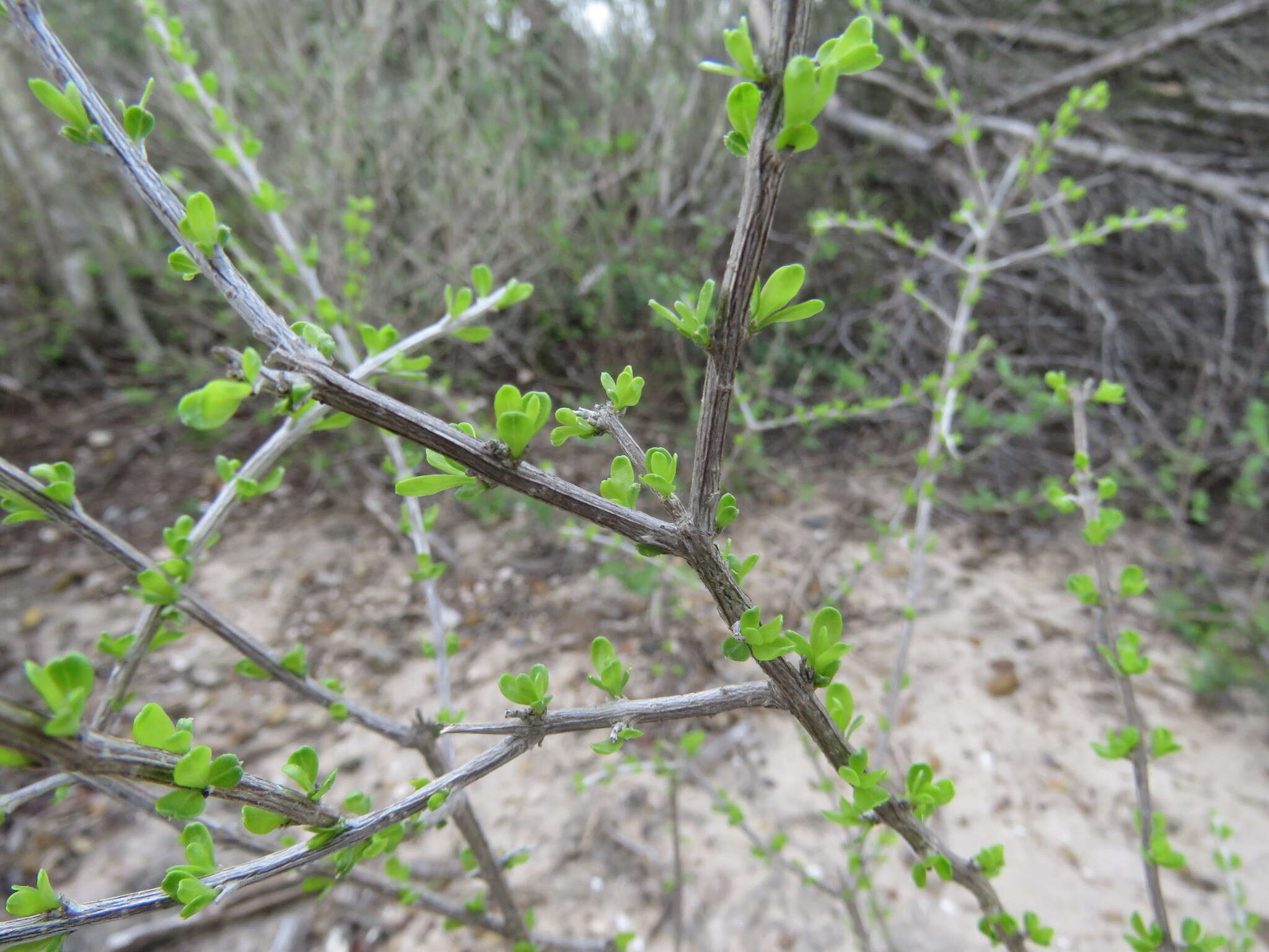 Imagem de Citharexylum brachyanthum (A. Gray ex Hemsl.) A. Gray