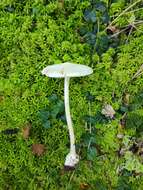 Image of Amanita aestivalis Singer 1959