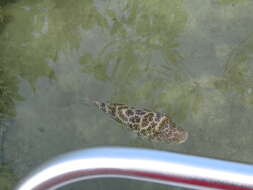 Image of Checkered Puffer