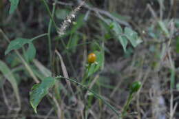 Image of Capsicum chacoense A. T. Hunziker