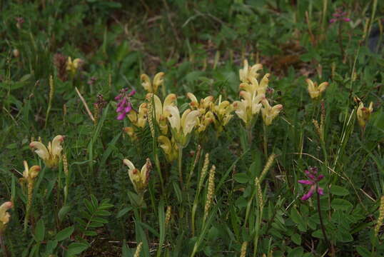 Imagem de Pedicularis capitata Adams.