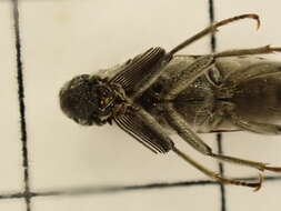 Image of Ptilophorus dufouri