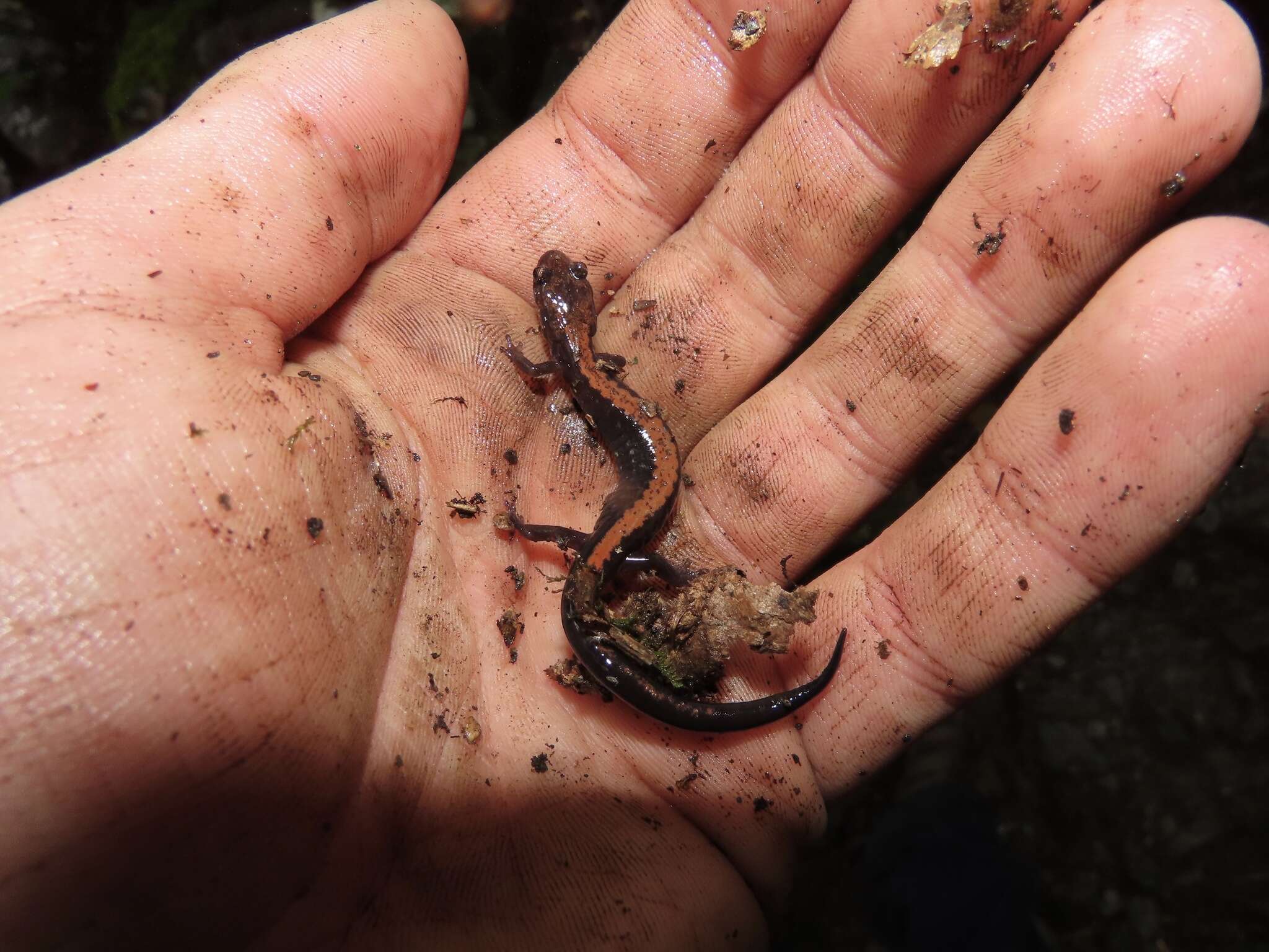 Image of Shenandoah Salamander