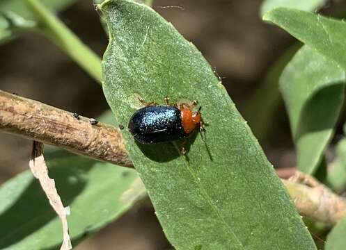 Image of Plagiodera (Plagiomorpha) arizonae Crotch 1873