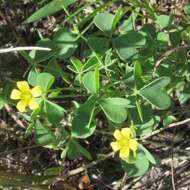 Image of slender yellow woodsorrel