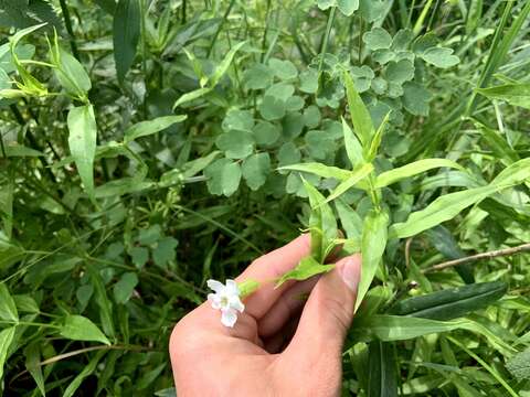 Image of Snowy Catchfly