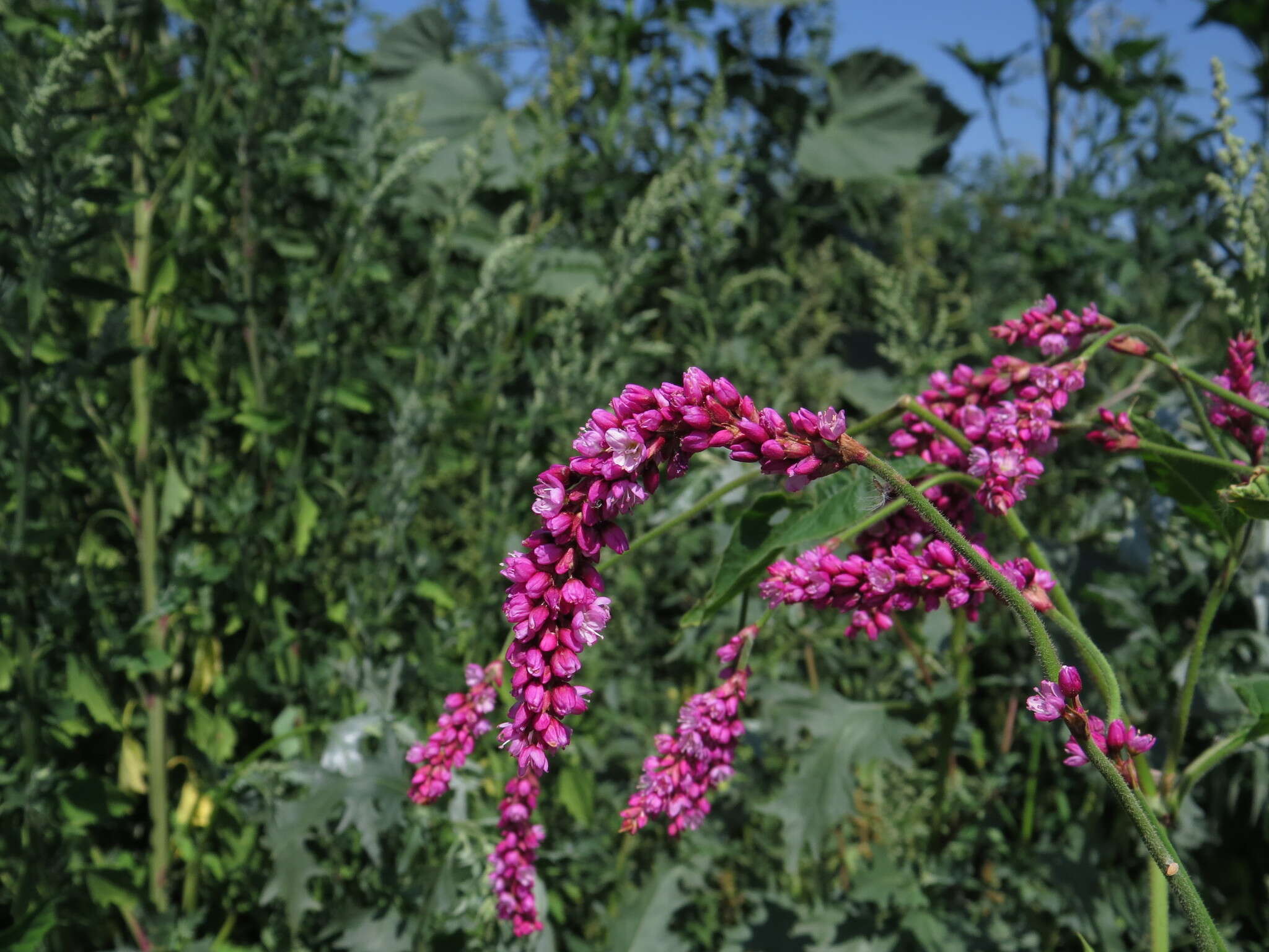 صورة Persicaria orientalis (L.) Spach