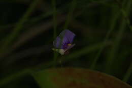 Image of Utricularia gaagudju