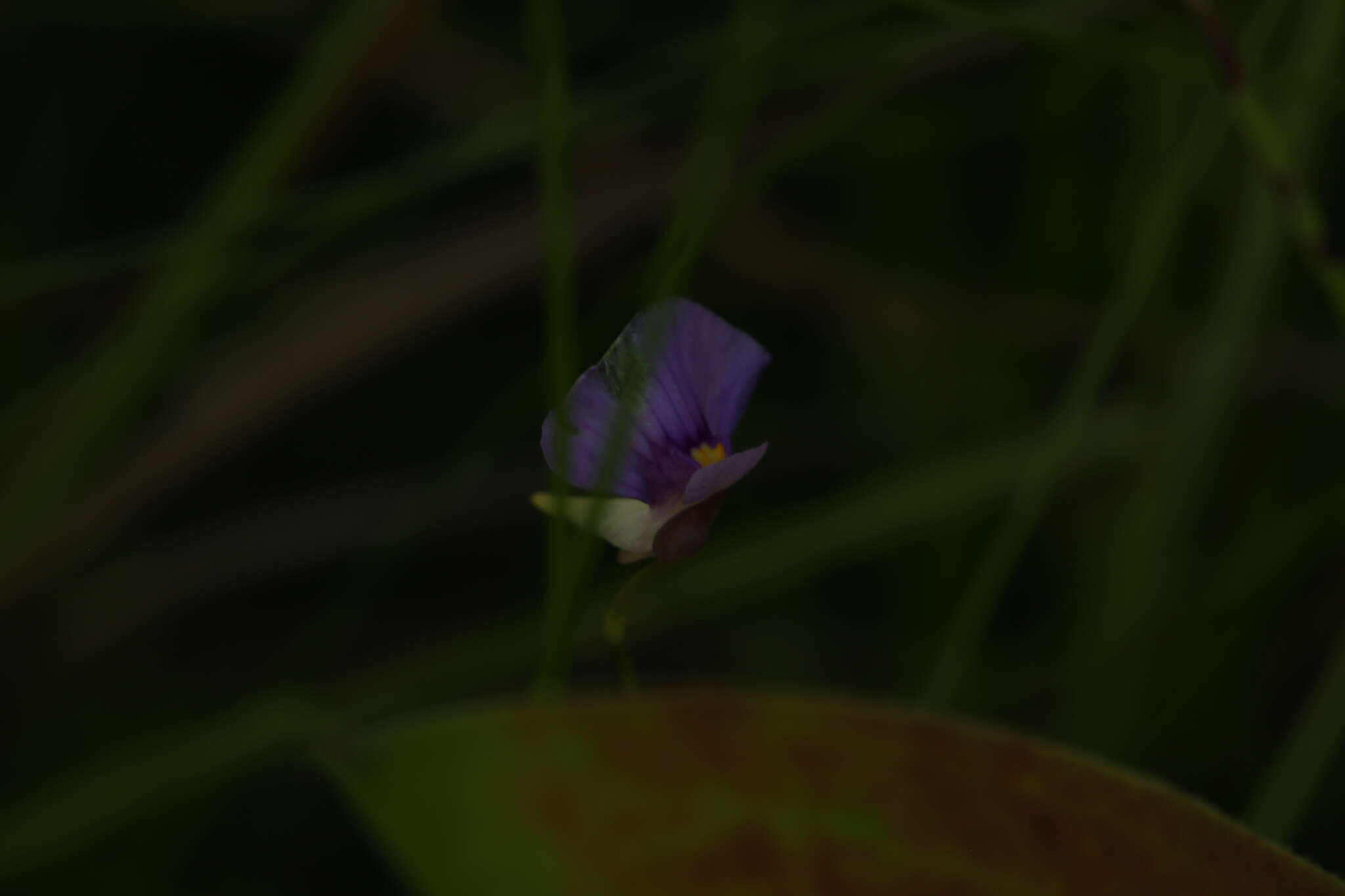 Image of Utricularia gaagudju