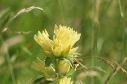 Image of Gentiana burseri subsp. burseri