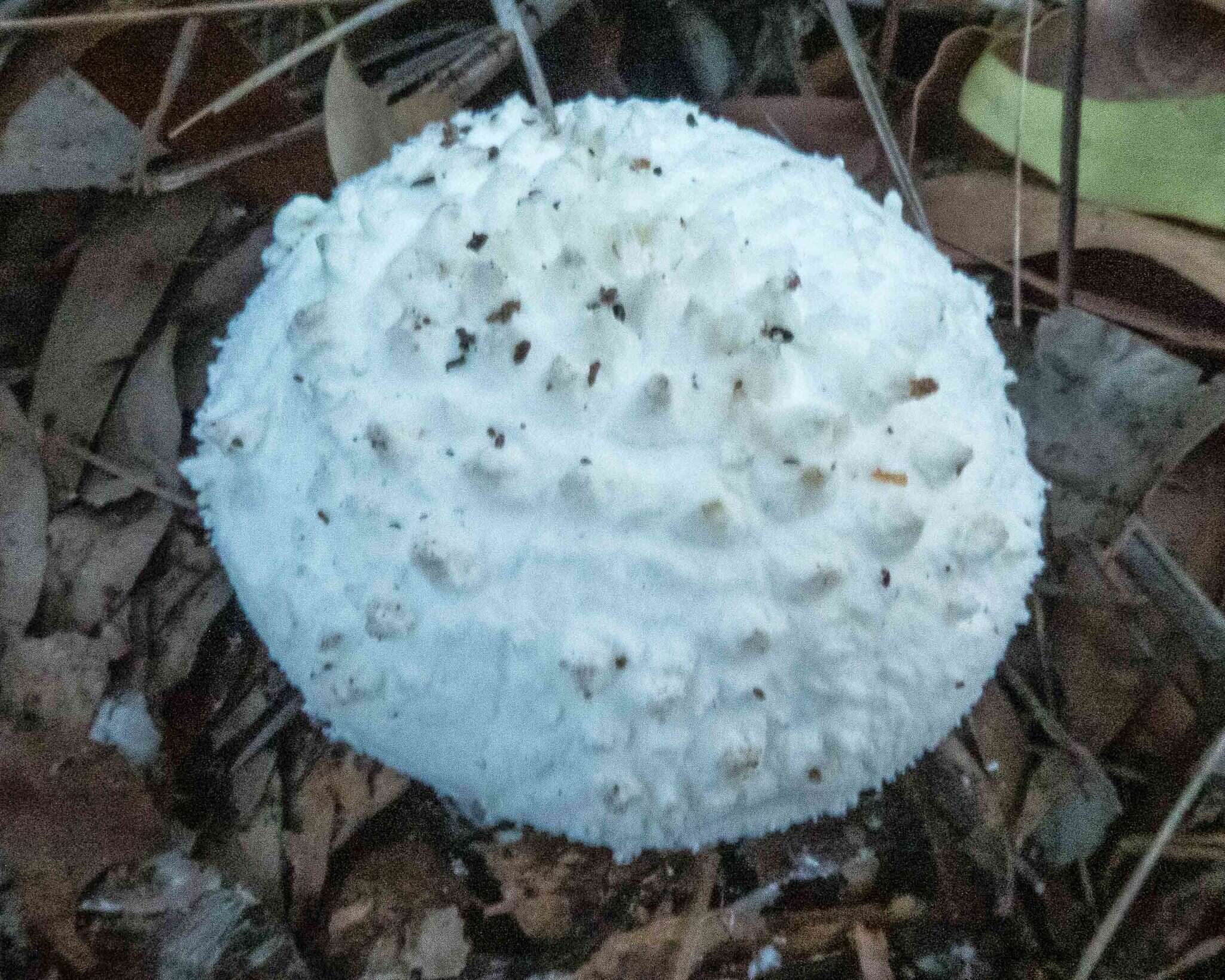 Image de Amanita farinacea (Sacc.) Cleland & Cheel 1914