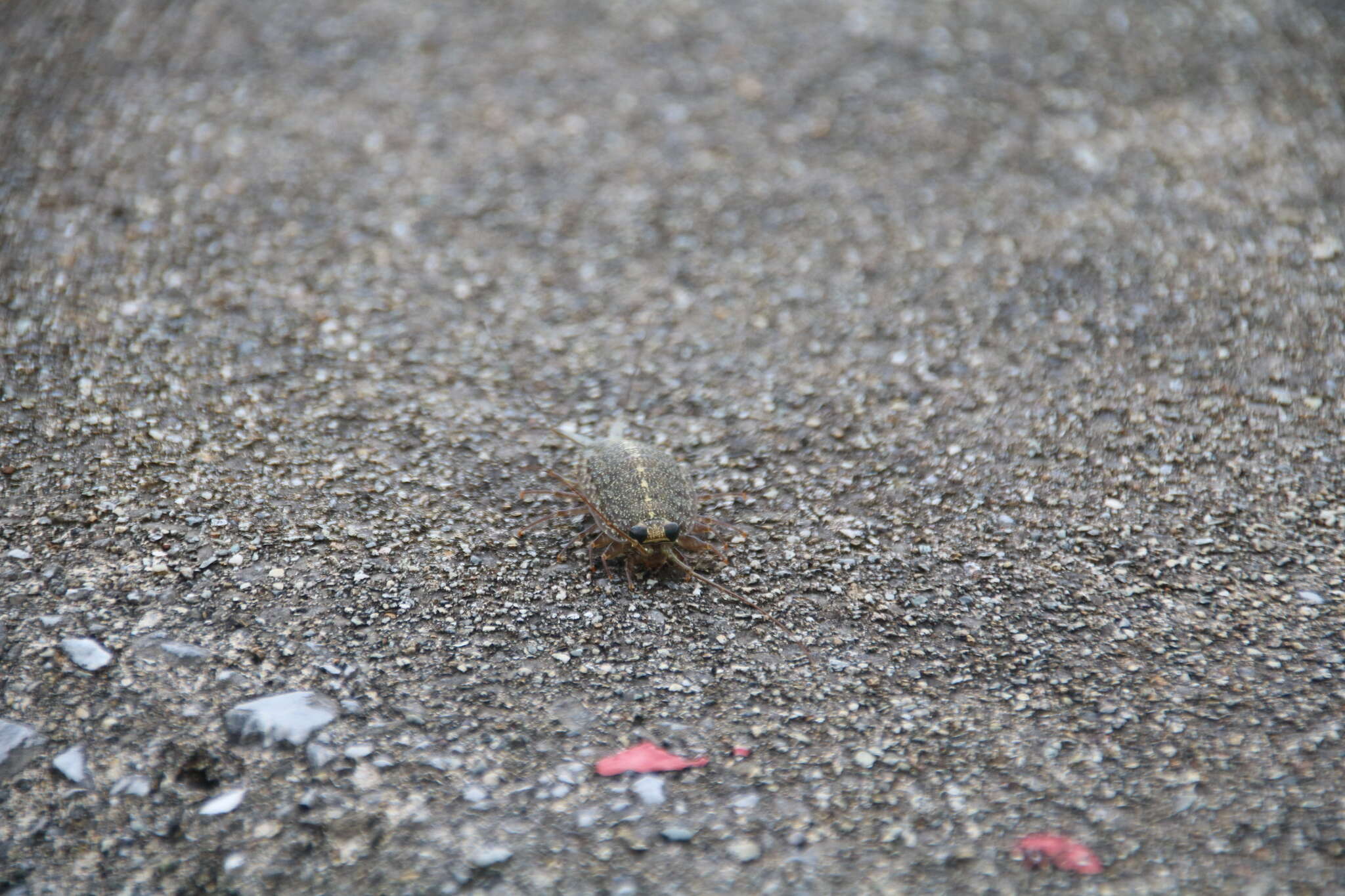 Image of Ligia ryukyuensis Nunomura 1983