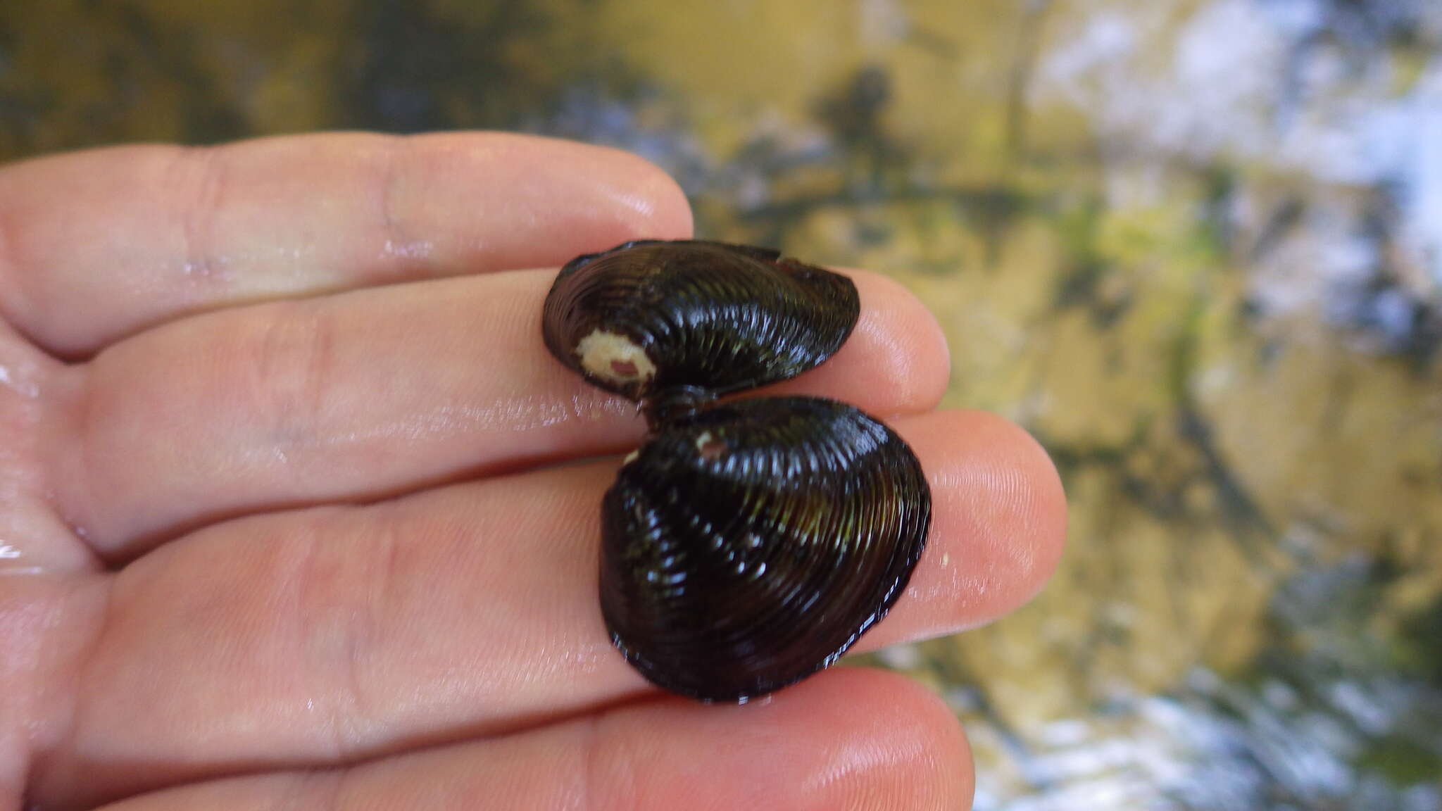 Image of Golden Freshwater Clam