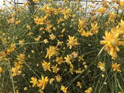 Image of Genista umbellata (L'Her.) Poir.