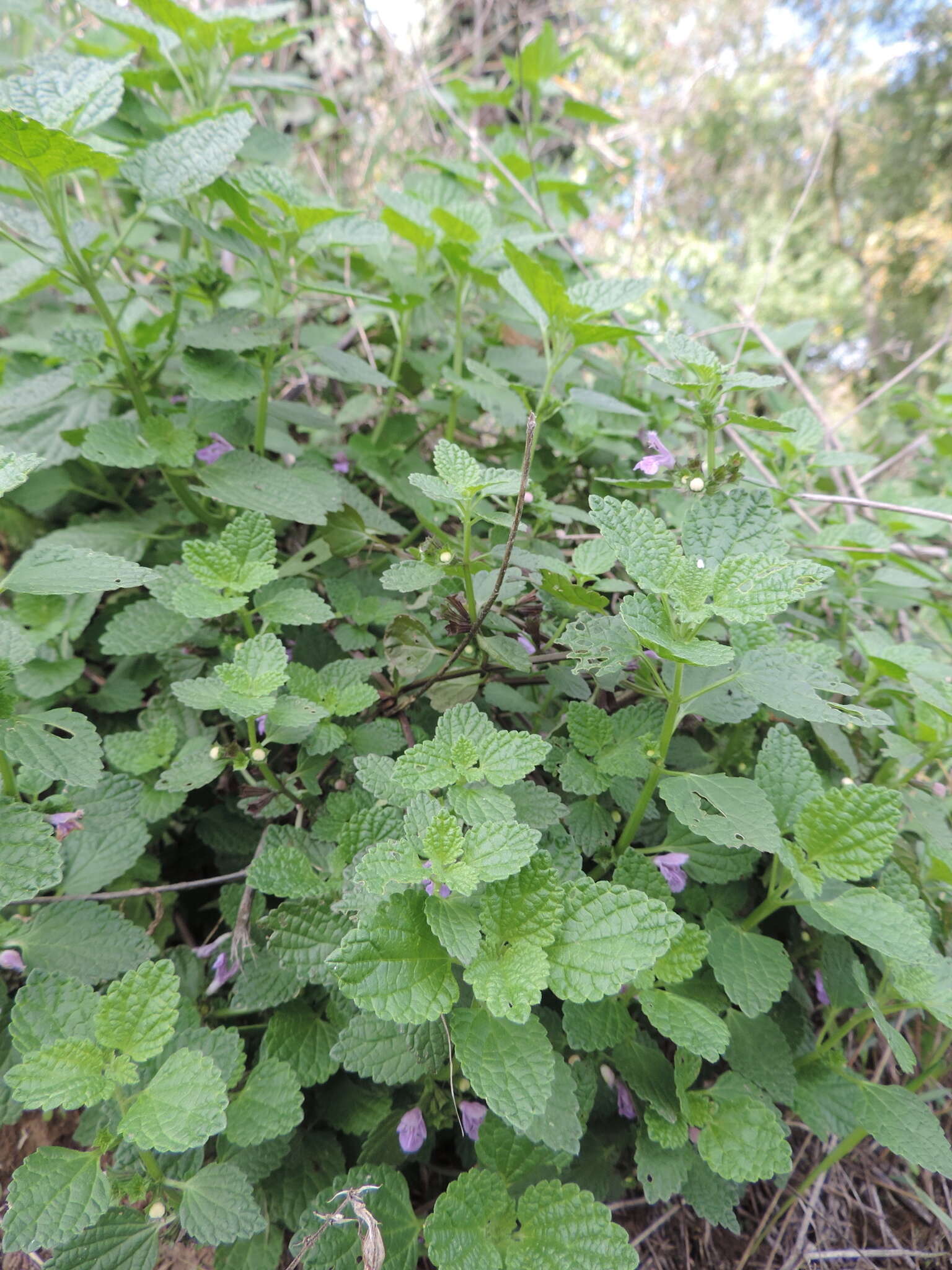 Image of Ballota nigra subsp. meridionalis (Bég.) Bég.