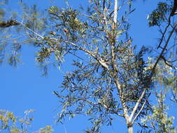 Image of Northern mistletoe