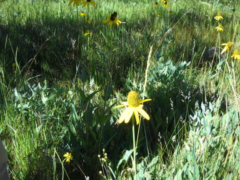 Image of Klamath Coneflower