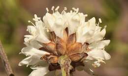 Image of Cephalaria attenuata (L. fil.) Roem. & Schult.