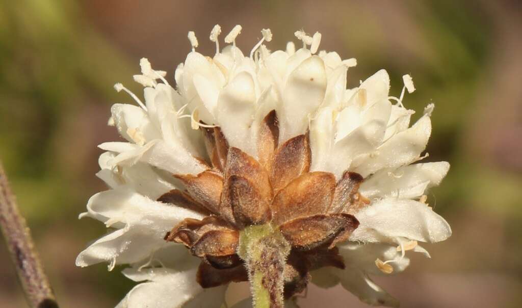 Plancia ëd Cephalaria attenuata (L. fil.) Roem. & Schult.