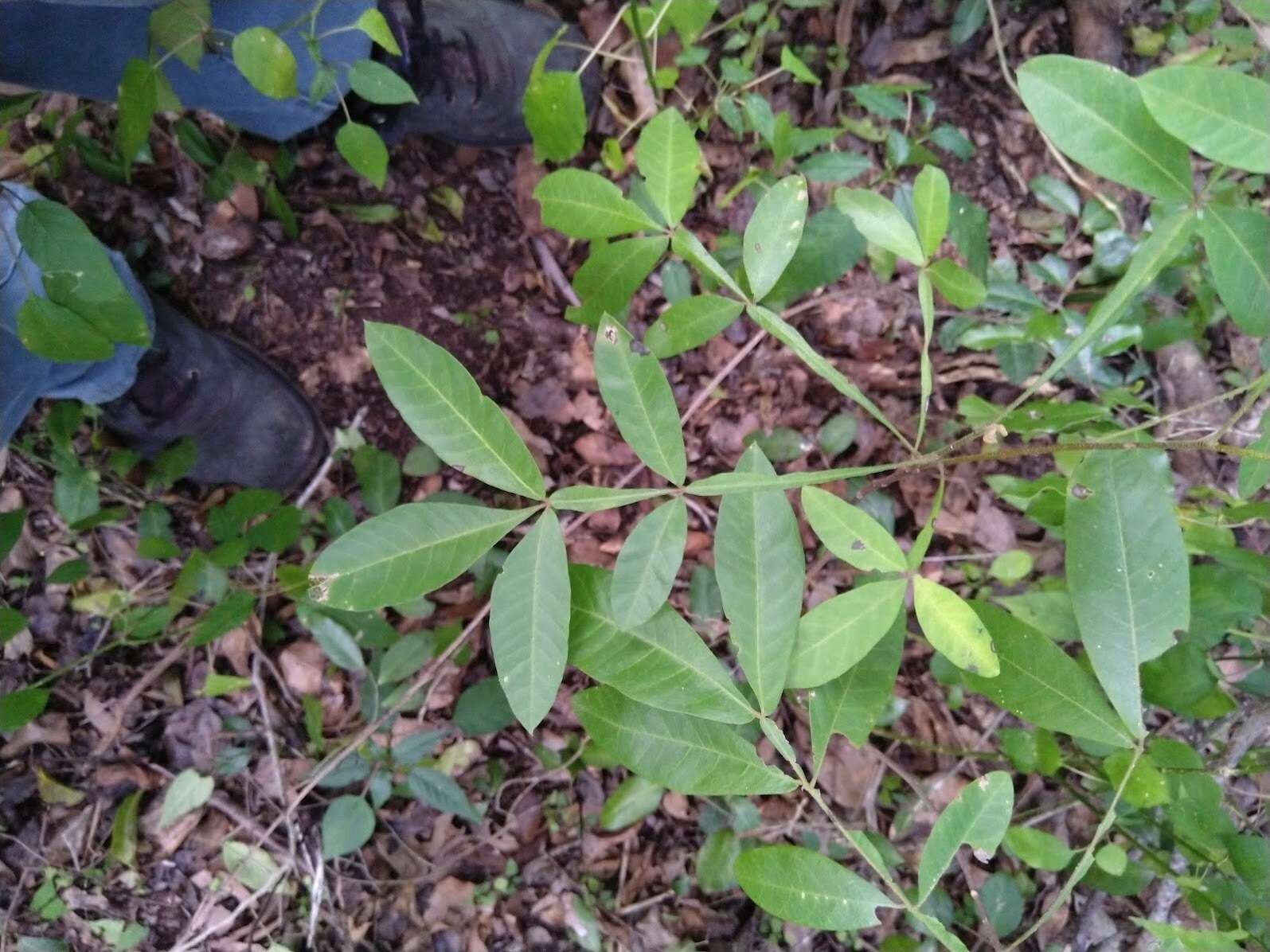 Image of Cossinia australiana S. T. Reynolds