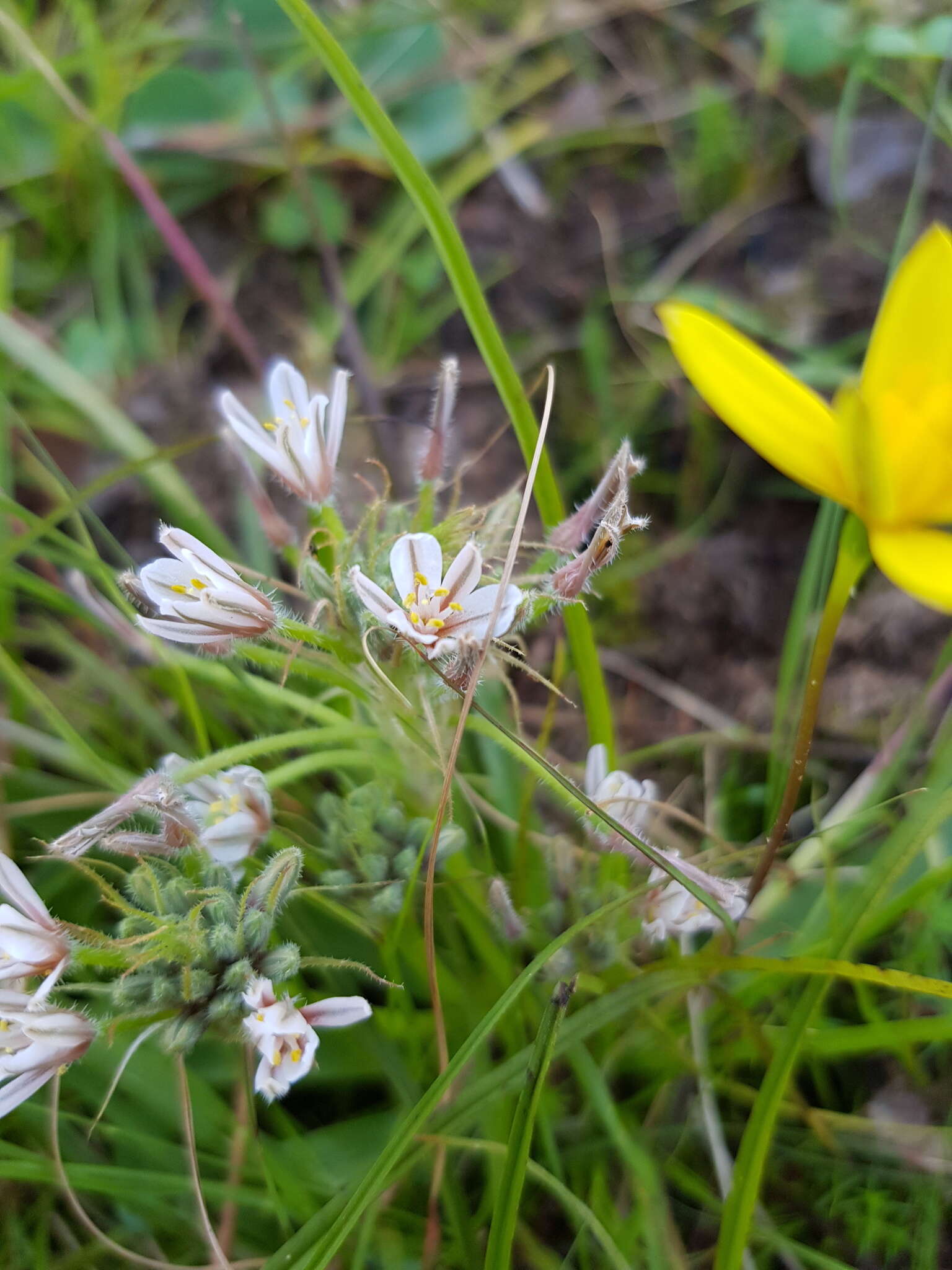 Слика од Trachyandra hispida (L.) Kunth