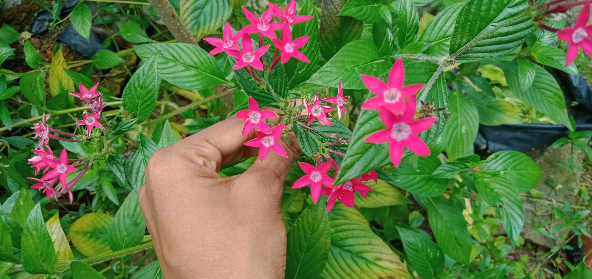 صورة Pentas lanceolata (Forssk.) Deflers