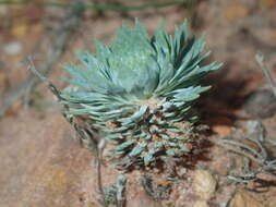 Image de Stylidium brunonianum subsp. brunonianum