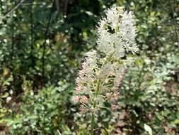 Image of Stenanthium densum (Desr.) Zomlefer & Judd