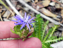 Image of Perezia pedicularidifolia Less.