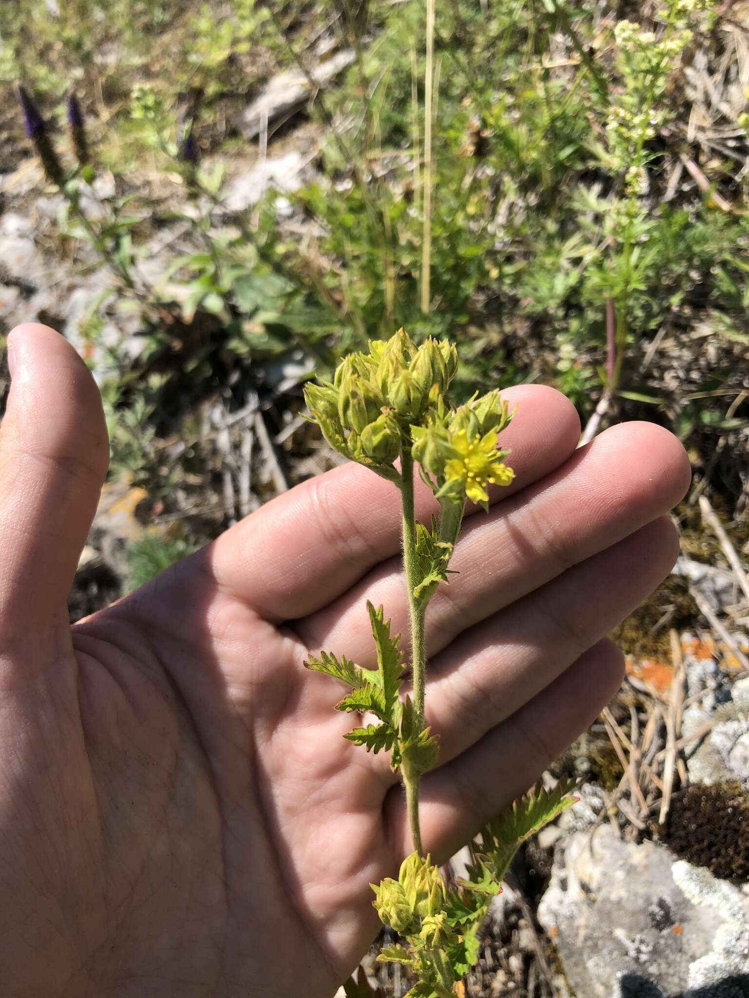 Image of Potentilla longifolia Willd.