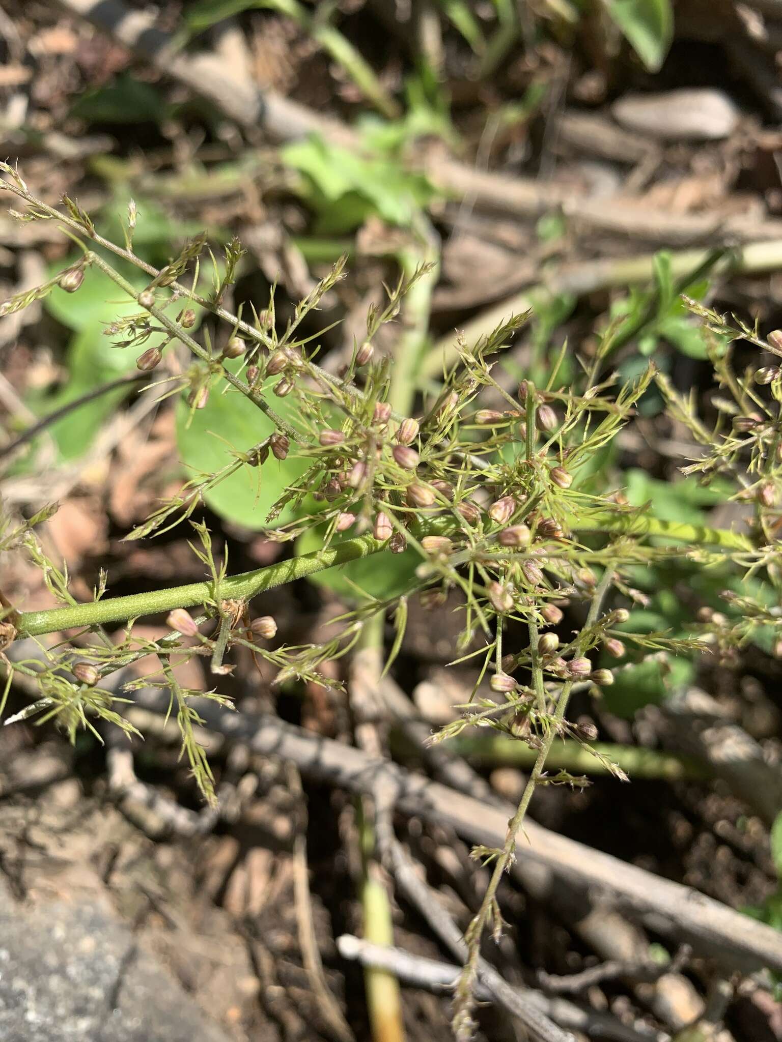 Image of Asparagus minutiflorus (Kunth) Baker