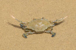 Image of Dana swimming crab