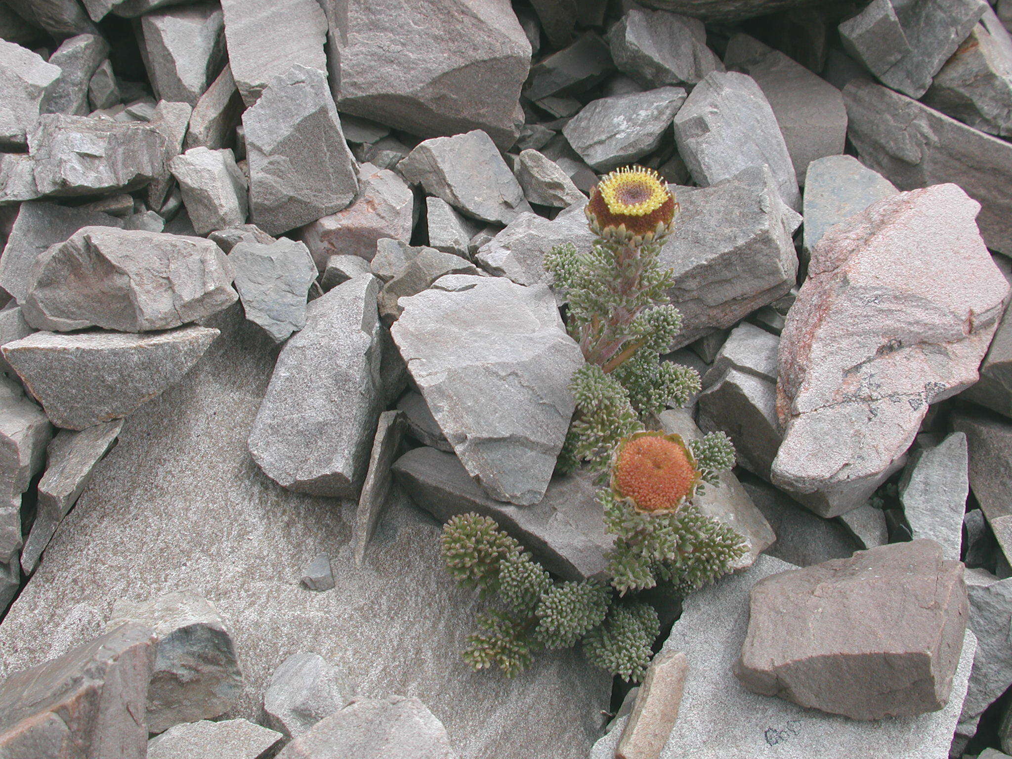 Image of Leptinella dendyi (Cockayne) D. G. Lloyd & C. J. Webb