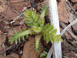 Imagem de Cirsium kamtschaticum Ledeb. ex DC.