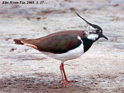 Image of Lapwing