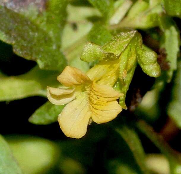 Mecardonia procumbens (Mill.) Small resmi