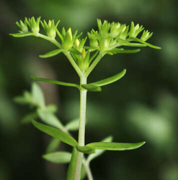 Image of stringy stonecrop