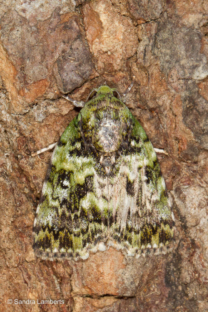 Image of Blenina malachitis Hampson 1905